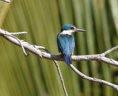 Todiramphus sanctus canacorum