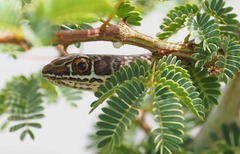 Psammophis leopardinus