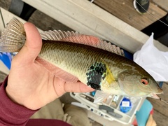 Halichoeres semicinctus