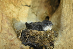 Aerodramus salangana