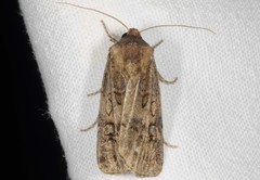 Agrotis bigramma