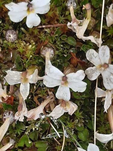 Lobelia macrodon, photograph 5