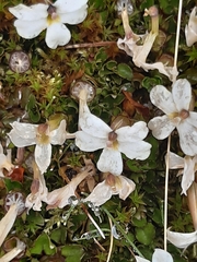 Lobelia macrodon, photograph author not stated, no rights reserved