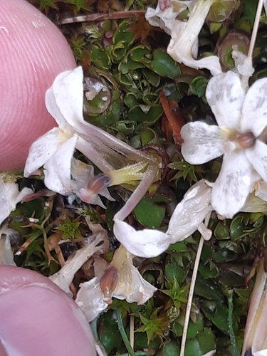 Lobelia macrodon, photograph 6