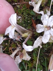 Lobelia macrodon, photograph author not stated, no rights reserved