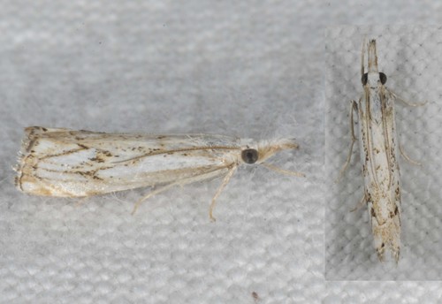 Chequered Grass-veneer