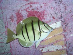 Acanthurus triostegus sandvicensis