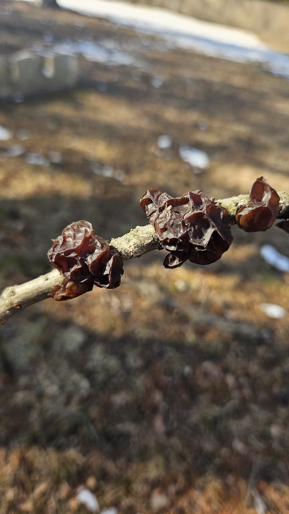 Exidia recisa · February 2026 · photo: © rust_bucket (iNaturalist, cc-by)