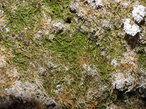 Myurella sibirica observed 2026-03-03