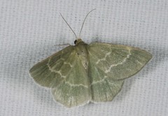 Chlorissa cloraria