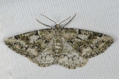 Cleorodes lichenaria