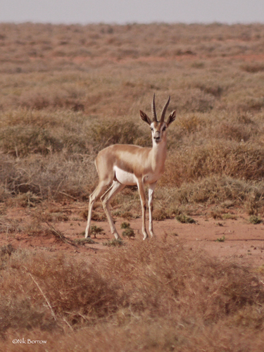 Speke's Gazelle