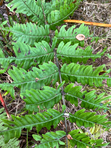 Pteris terminalis observed 2026-03-03