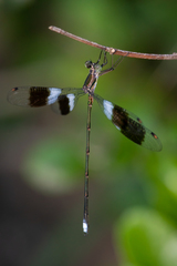 Chlorolestes tessellatus