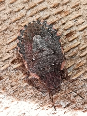 Sciocoris sideritidis