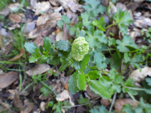 Unknown species found near Portola Valley, CA, USA