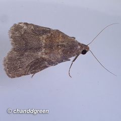 Hydrillodes abavalis