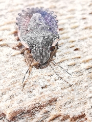 Sciocoris sideritidis