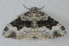 Epirrhoe galiata