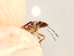 Sciocoris sideritidis