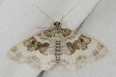 Epirrhoe rivata