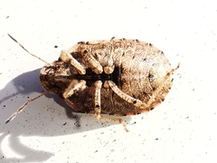 Sciocoris sideritidis