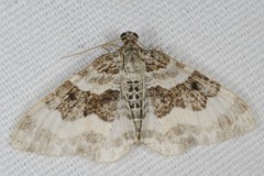 Epirrhoe rivata