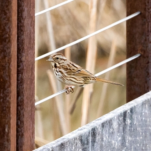 Song Sparrow