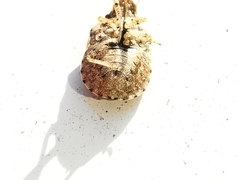 Sciocoris sideritidis