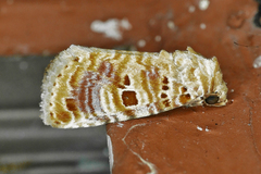 Diastema tigris