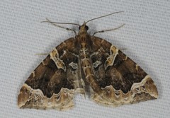 Eulithis prunata