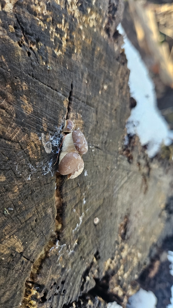 Pleurotus ostreatus · February 2026 · photo: © rust_bucket (iNaturalist, cc-by)