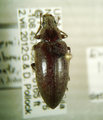 Polemiotus submetallicus