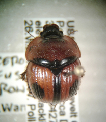 Bolbocerosoma confusum