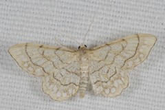 Idaea moniliata