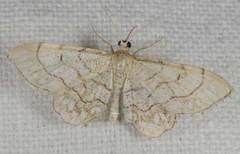 Idaea moniliata