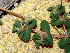Euphorbia chamaesyce
