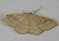 Idaea rubraria
