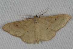 Idaea rubraria