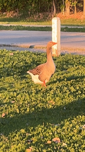 Goose