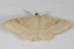 Idaea rubraria