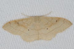 Idaea rubraria