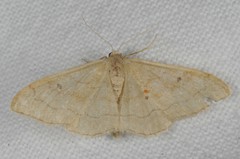 Idaea rubraria