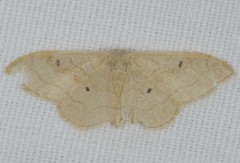 Idaea rubraria
