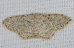 Idaea alyssumata