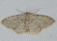 Idaea alyssumata