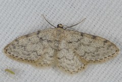 Idaea alyssumata