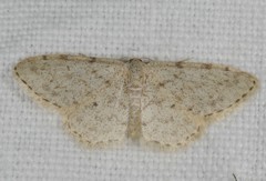 Idaea alyssumata
