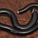 Reticulate Worm Snake - Photo (c) Anthony Giardenelli, some rights reserved (CC BY-NC), uploaded by Anthony Giardenelli