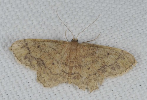 Idaea subsaturata (Guenée)